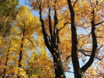 Arboretum Poortbulten